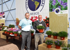 Dominik Neisser and Oliver Gomez of Vivero International presenting Isotoma Fizz ‘n Pop Glowing Violet of Planthaven. It is a newer generation Isotoma and grows in natural daylight already the beginning of March without additional lightning. According to Domenik, it stays compact and forms a nice flower ball, without shooting. These on display have been grown outdoors in California.